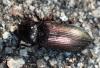 Selatosomus latus